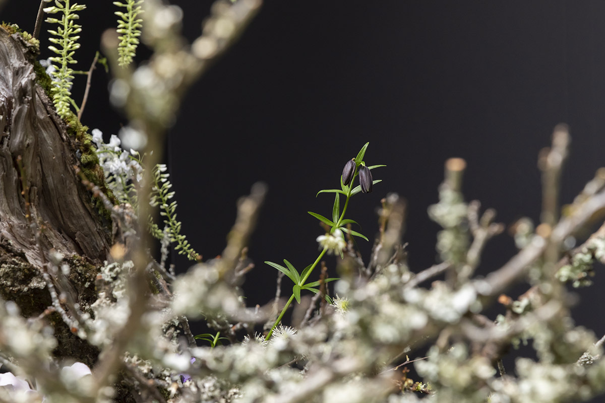 花道撮影カメラマン