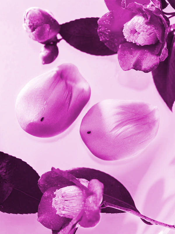 フードカメラマン